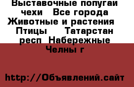 Выставочные попугаи чехи - Все города Животные и растения » Птицы   . Татарстан респ.,Набережные Челны г.